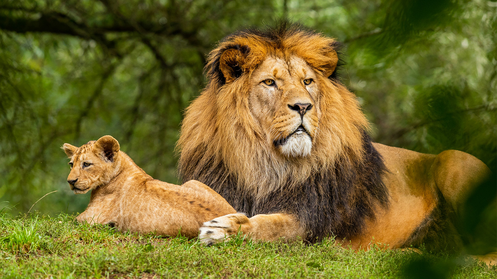 Image of Lion sitting on a grassy hill with a lion cub