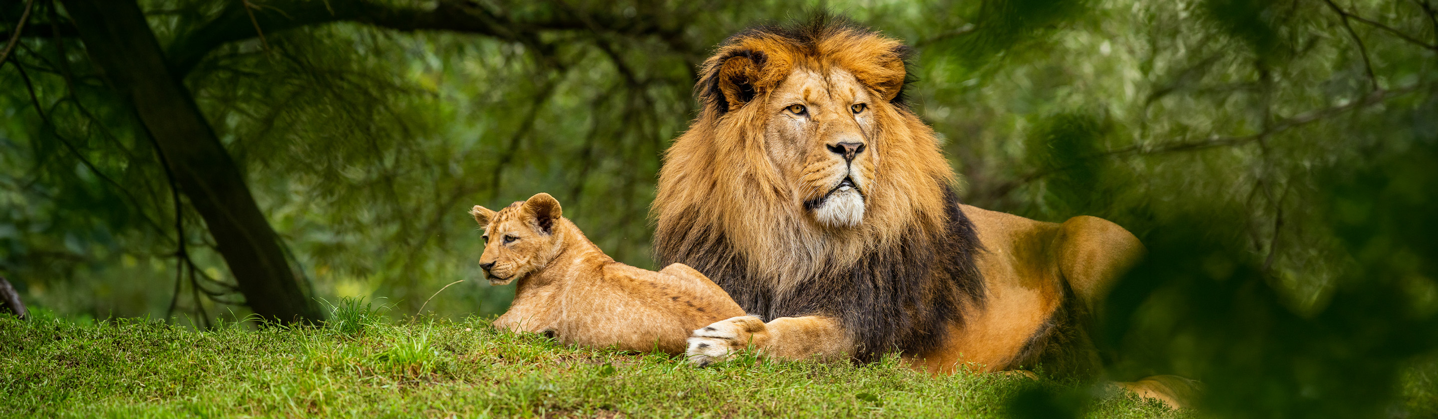 Image of Lion sitting on a grassy hill with a lion cub
