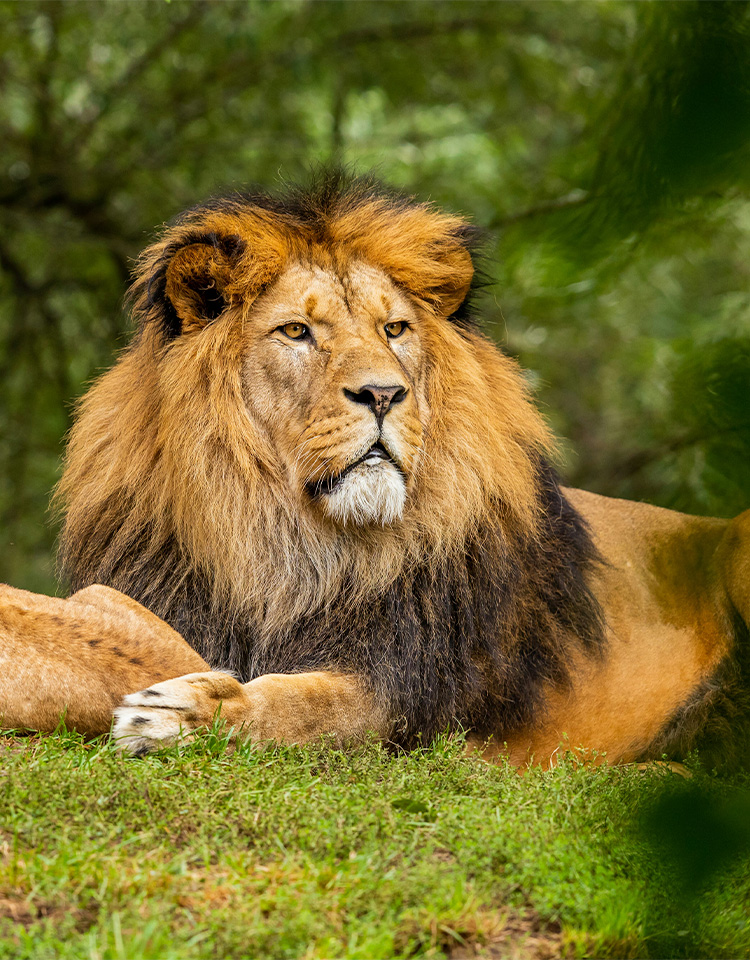 Image of Lion sitting on a grassy hill with a lion cub